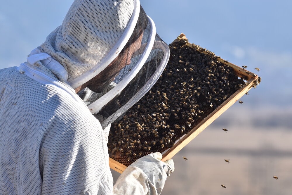 Imker mit Bienenwabe in der Hand