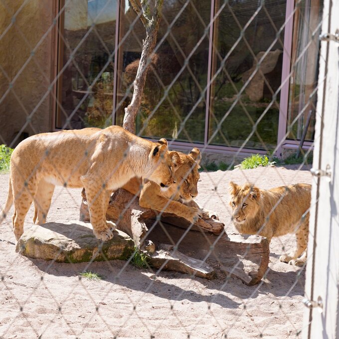 WZV_10_Tierisch_gut_Edelstahl_Rostfrei_im_Zoo_klein.JPG WZV_10_Tierisch_gut_Edelstahl_Rostfrei_im_Zoo_klein.JPG
